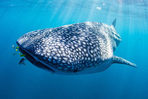 Full-Day Whale Sharks Swimming Experience On Ningaloo Reef - Tourism Adelaide 9