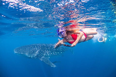 Full-Day Whale Sharks Swimming Experience On Ningaloo Reef - Tourism Adelaide 0