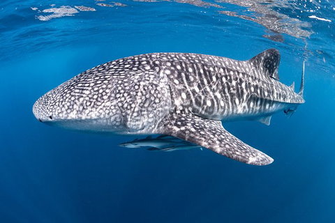 Full-Day Whale Sharks Swimming Experience On Ningaloo Reef - Tourism Adelaide 14