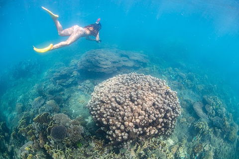 Full-Day Whale Sharks Swimming Experience On Ningaloo Reef - Tourism Adelaide 6