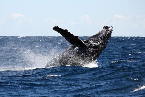 Full-Day Whale Sharks Swimming Experience On Ningaloo Reef - Tourism Adelaide 8