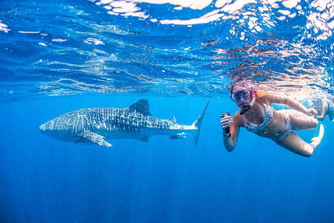Full-Day Whale Sharks Swimming Experience On Ningaloo Reef - Tourism Adelaide 17