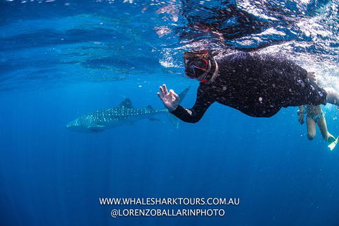 Full-Day Whale Sharks Swimming Experience On Ningaloo Reef - Tourism Adelaide 2