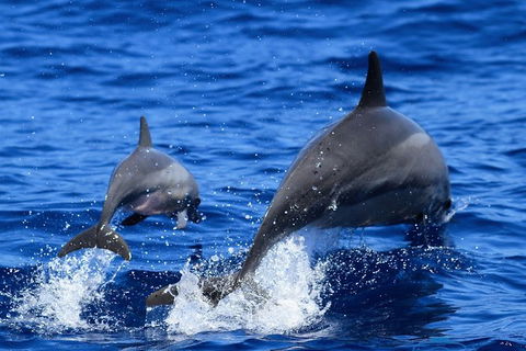 Full-Day Whale Sharks Swimming Experience On Ningaloo Reef - Tourism Adelaide 3