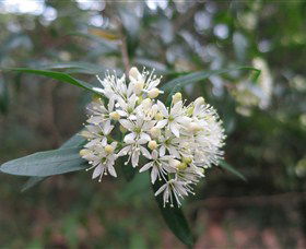 Yerriyong NSW Tourism Adelaide