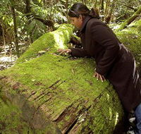 Washpool National Park - Washpool Walk - Tourism Adelaide