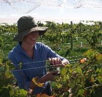 Kingsdale Wines - Tourism Adelaide