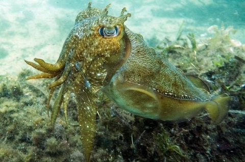Busselton Jetty & Underwater Observatory Tour - Tourism Adelaide 4