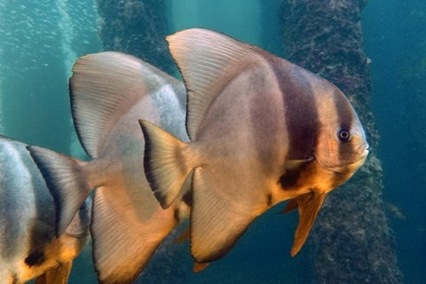 Busselton Jetty & Underwater Observatory Tour - Tourism Adelaide 5