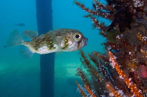Busselton Jetty & Underwater Observatory Tour - Tourism Adelaide 6