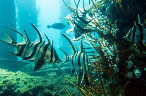 Busselton Jetty & Underwater Observatory Tour - Tourism Adelaide 8