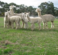 Blackgate Lodge Alpaca Stud - Tourism Adelaide