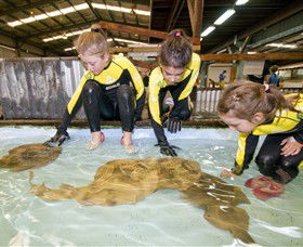Australian Shark And Ray Centre - Tourism Adelaide 0