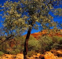 Mt Romance Australia Pty Ltd - Tourism Adelaide