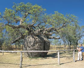 Boab Prison Tree - Tourism Adelaide 0
