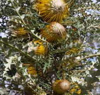 Woylie Walk Dryandra Woodland - Tourism Adelaide