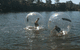 Funballz Australia - thumb 3
