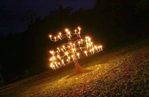 Flames Of The Forest - Tourism Adelaide 4