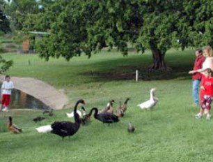 Anzac Park And Ululah Lagoon - Tourism Adelaide 0