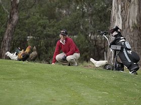 Cambridge TAS Tourism Adelaide