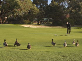 Royal Hobart Golf Club - Tourism Adelaide 0