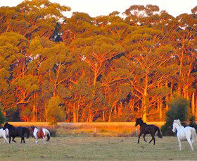Horse Riding At Oaks Ranch And Country Club - Tourism Adelaide 1
