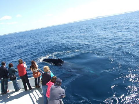 Moonshadow–TQC Cruises - Tourism Adelaide 1