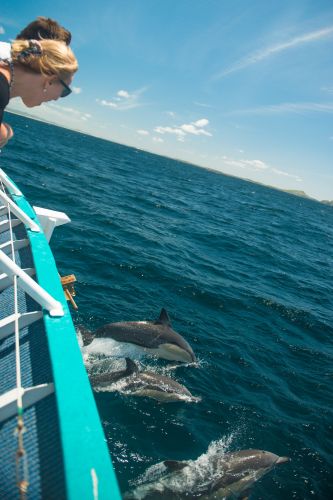 Moonshadow–TQC Cruises - Tourism Adelaide 3