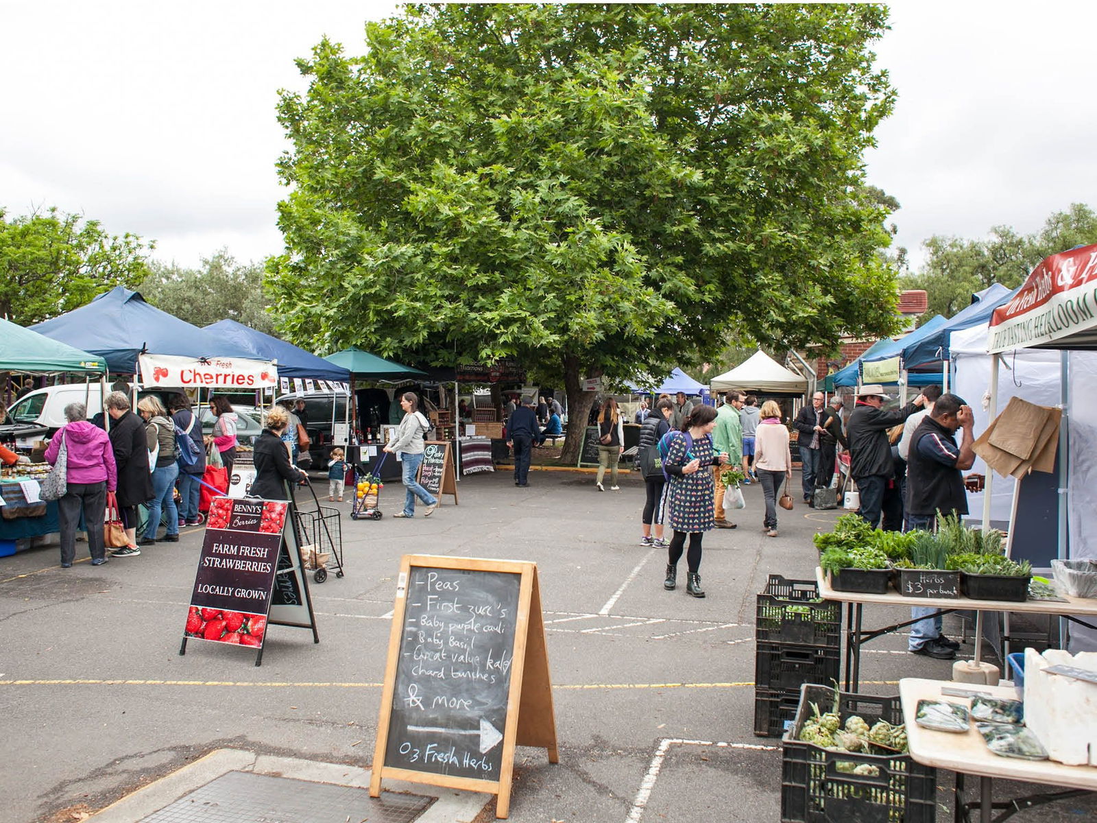 Alphington VIC Tourism Adelaide