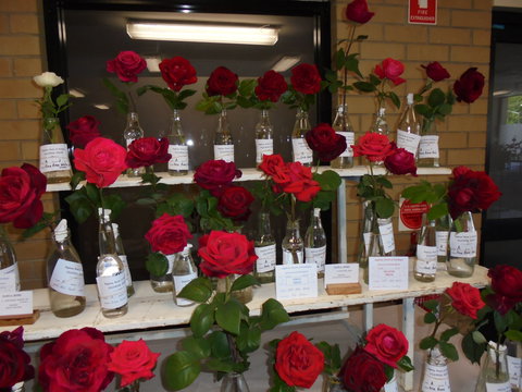 Anglican Spring Flower Show Gundagai - Tourism Adelaide 0