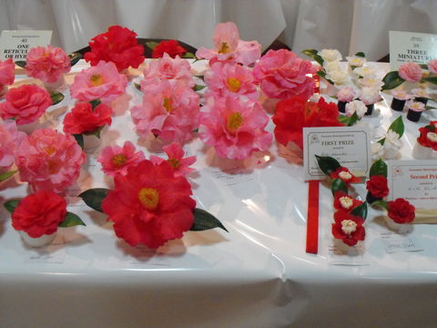 Camellia's Australia National Camellia Show - Tourism Adelaide 1