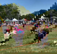 Dogs in the Park Orange - Tourism Adelaide