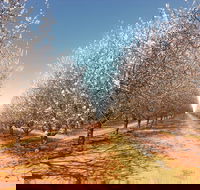 Mallee Almond Blossom Festival - Tourism Adelaide
