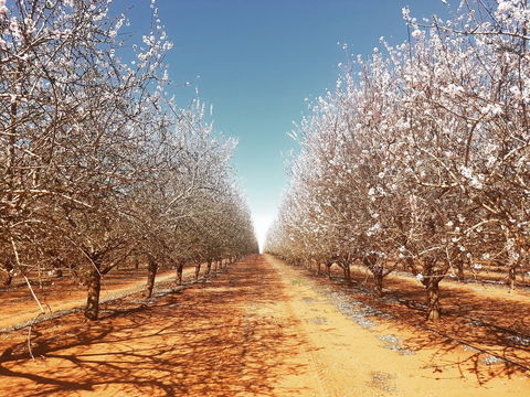 Mallee Almond Blossom Festival - Tourism Adelaide 0