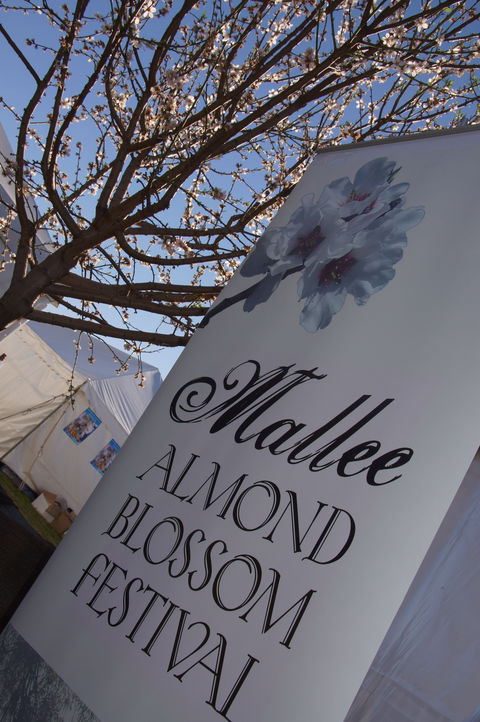 Mallee Almond Blossom Festival - Tourism Adelaide 1