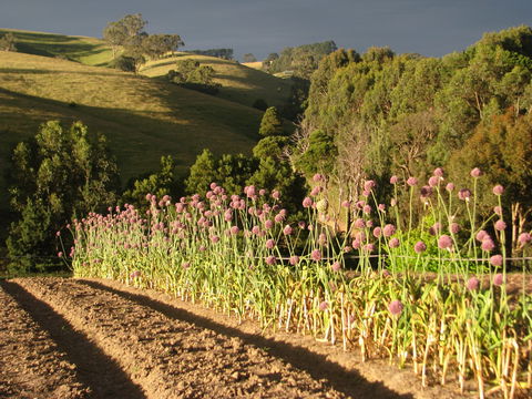 Meeniyan Garlic Festival - Tourism Adelaide 1
