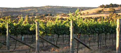 Trivia Night At Contentious Character - Tourism Adelaide 2