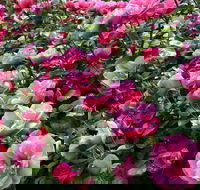 2020 Woolmers Estate Festival of Roses - Tourism Adelaide