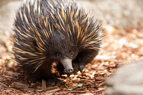 Aussie Wildlife Course - July/August/September - Tourism Adelaide 0