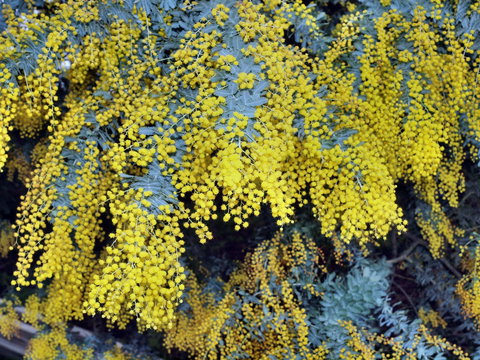 Australian Wattle Day @ The Old Bus Depot Markets - Tourism Adelaide 0