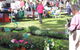 Batemans Bay Sunday Market - thumb 2