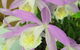 Blackheath Flower And Craft Show - thumb 2