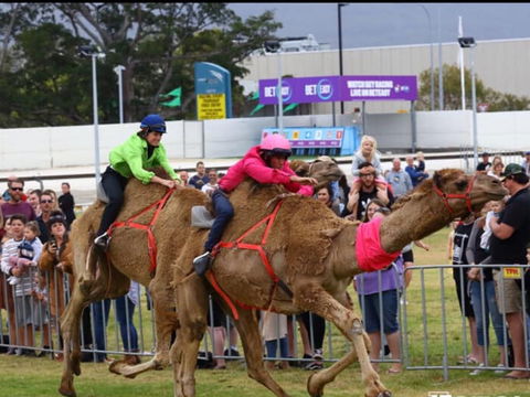 Camel Races At Gosford Showgrounds - Tourism Adelaide 0