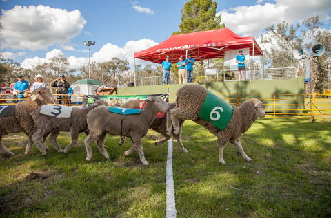 Caragabal Sheep Races - Tourism Adelaide 0