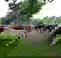 Dorrigo Agricultural Show - Tourism Adelaide