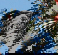 Esperance Wildflower Festival - Tourism Adelaide