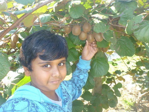 Fruit Taste Adventure Tours - Tourism Adelaide 1