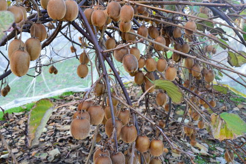 Fruit Taste Adventure Tours - Tourism Adelaide 2