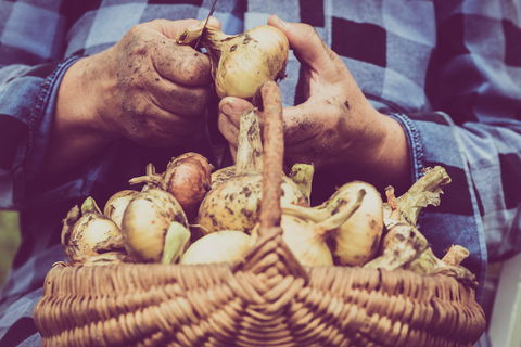 Grafton Farmers Market - Tourism Adelaide 0