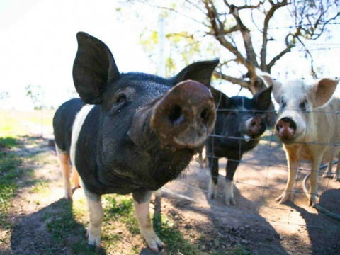 Mudgee Farm Walks - Tourism Adelaide 0